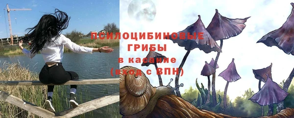 прущие грибы Медвежьегорск